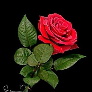 Meet your Posher, Selma